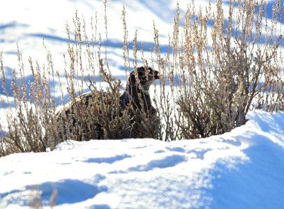 Greater sage-grouse at Seedskadee National Wildlife Refuge