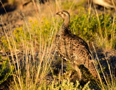 Greater sage-grouse on Seedskadee National Wildlife Refuge