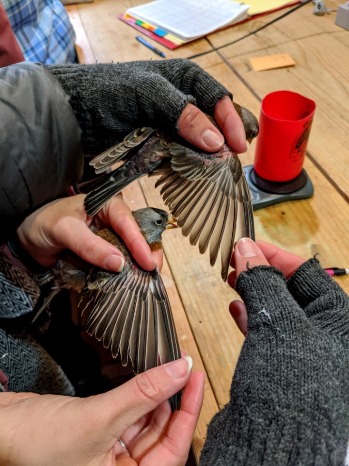 Brown-capped Rosy-Finch Wings