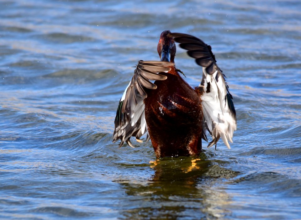 Cinnamon teal at Seedskadee National Wildlife Refuge