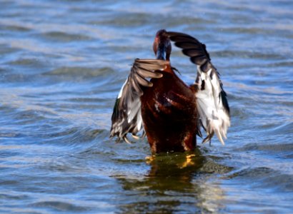Cinnamon teal at Seedskadee National Wildlife Refuge