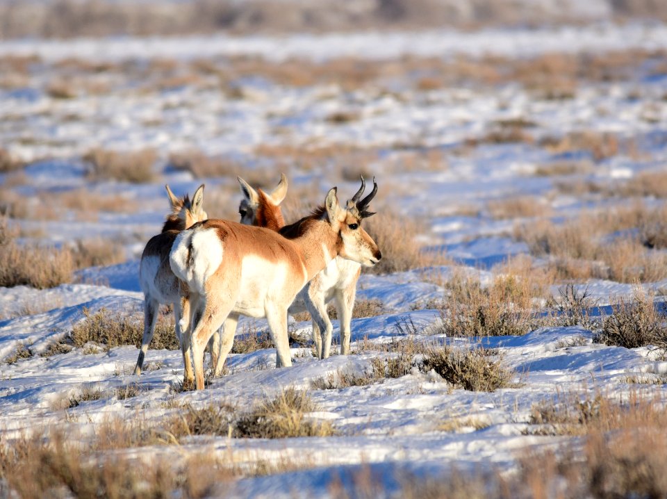 Pronghorn on Seedskadee National Wildlife Refuge