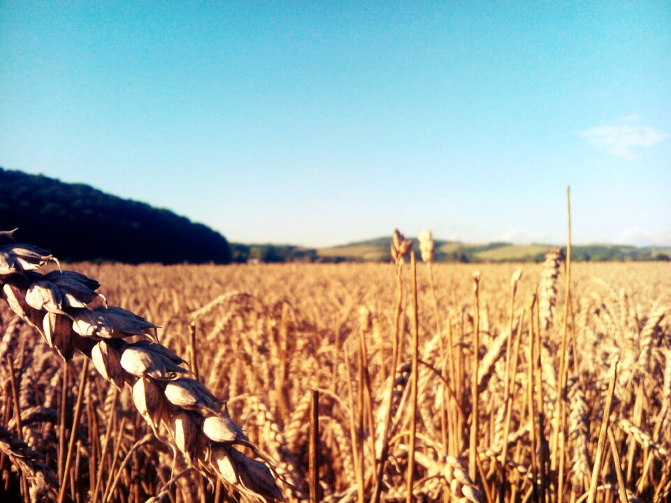 The grain barley summer