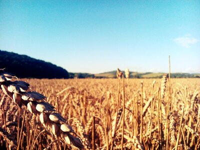 The grain barley summer