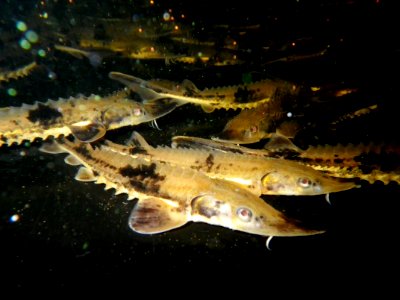 Lake sturgeon fingerling photo