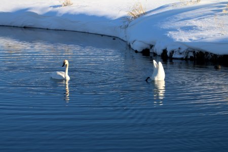 Trumpeter Swans photo