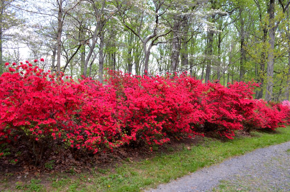 Brighton Dam Azalea Garden 2015