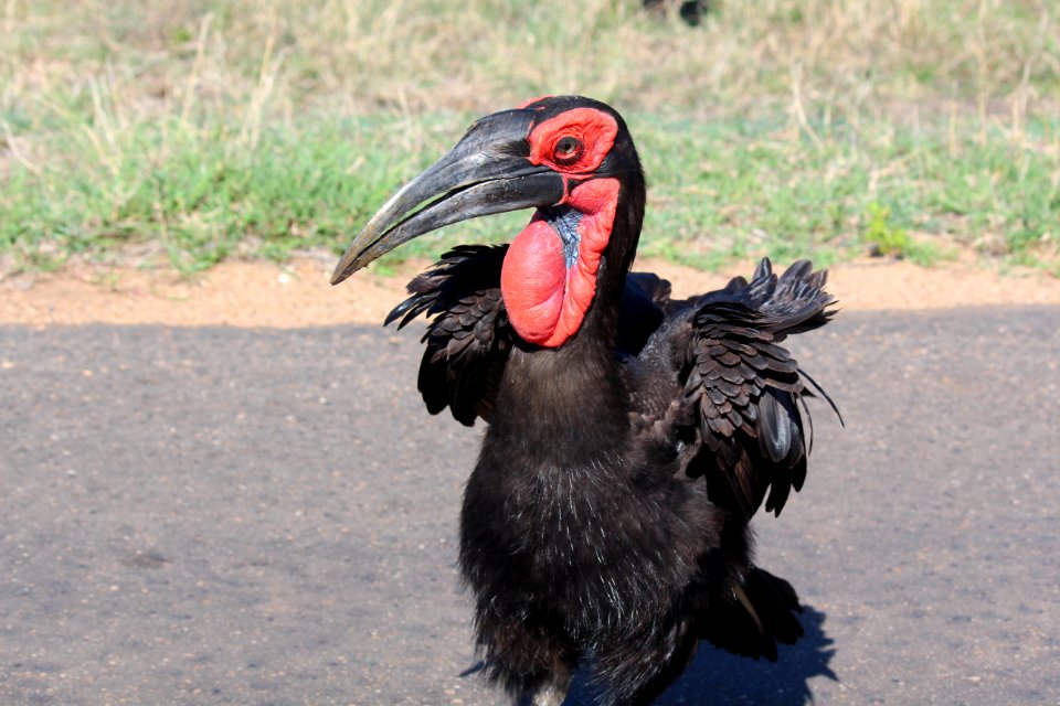 Southern ground hornbill