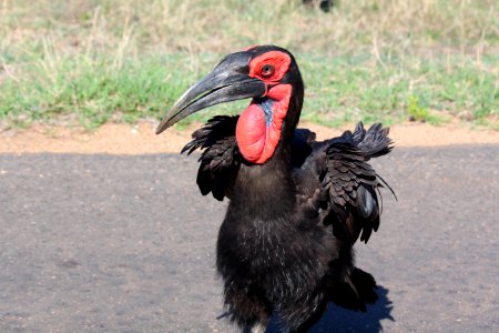 Southern ground hornbill