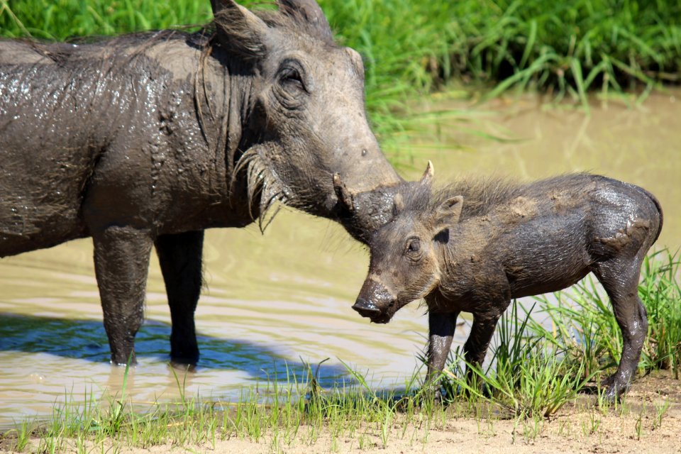 Warthogs — Mother and Child