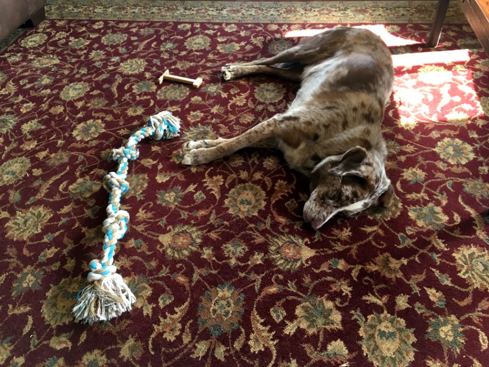 He Might Be Comfortable Here