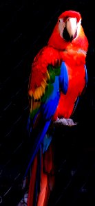 Parrot in Ocho Rios
