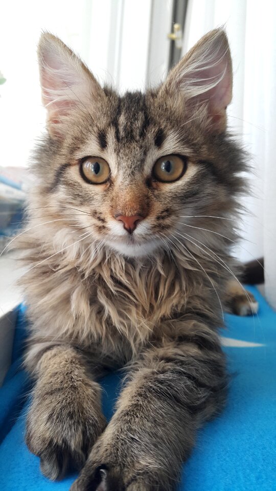 Animal young kitten