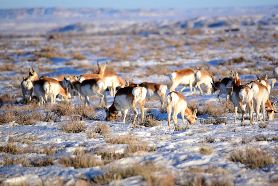 Pronghorn on Seedskadee National Wildlife Refuge