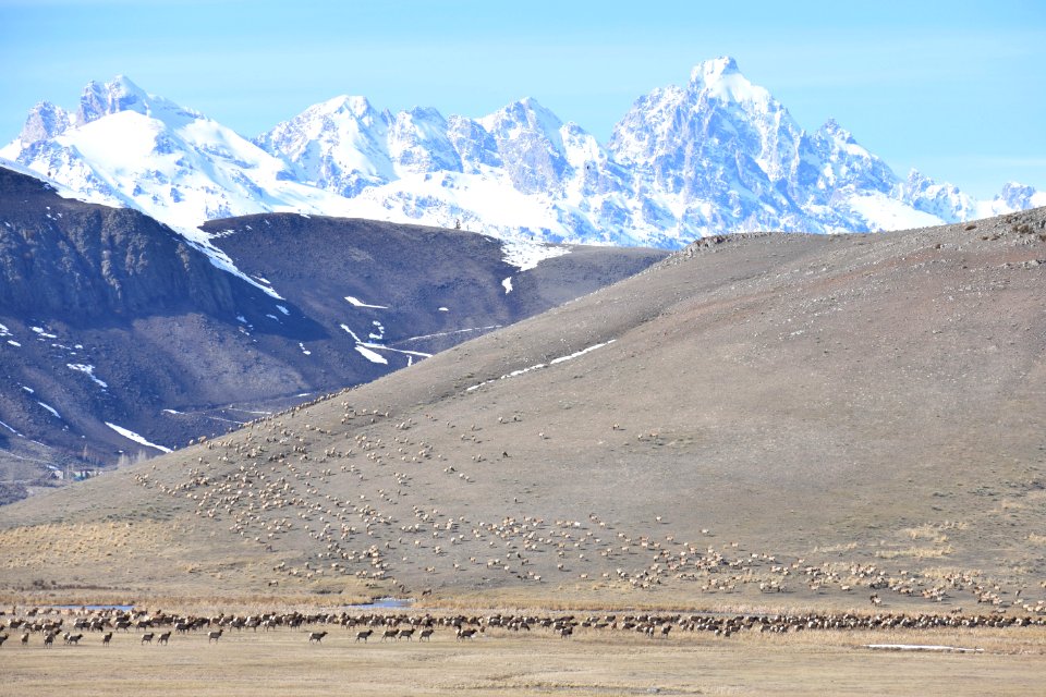 Elk Migration