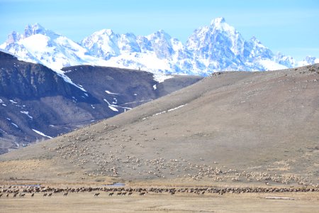Elk Migration photo