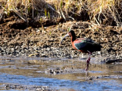 White-faced ibis at Seedskadee National Wildlife Refuge