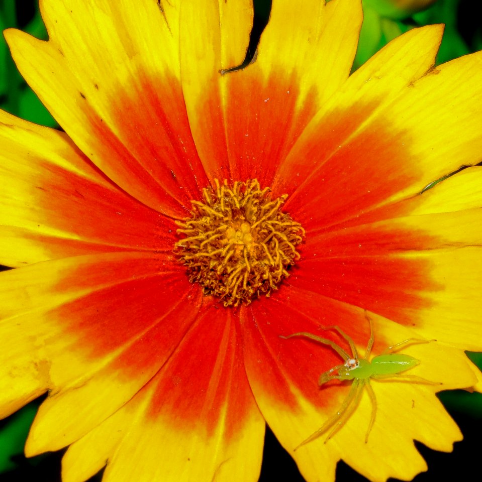 Flower and Spider.
