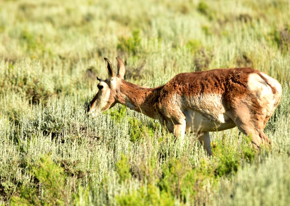 Pronghorn at Arapaho National Wildlife Refuge