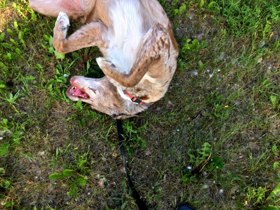 2018/365/171 Nothing Like a Good Roll in the Grass