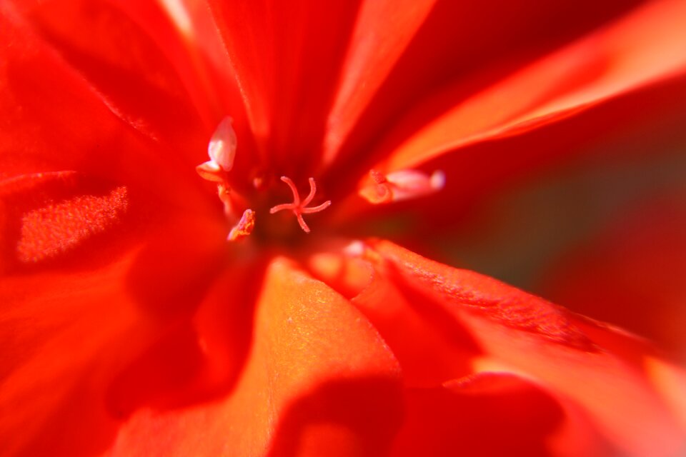 Macro macro photography stamens