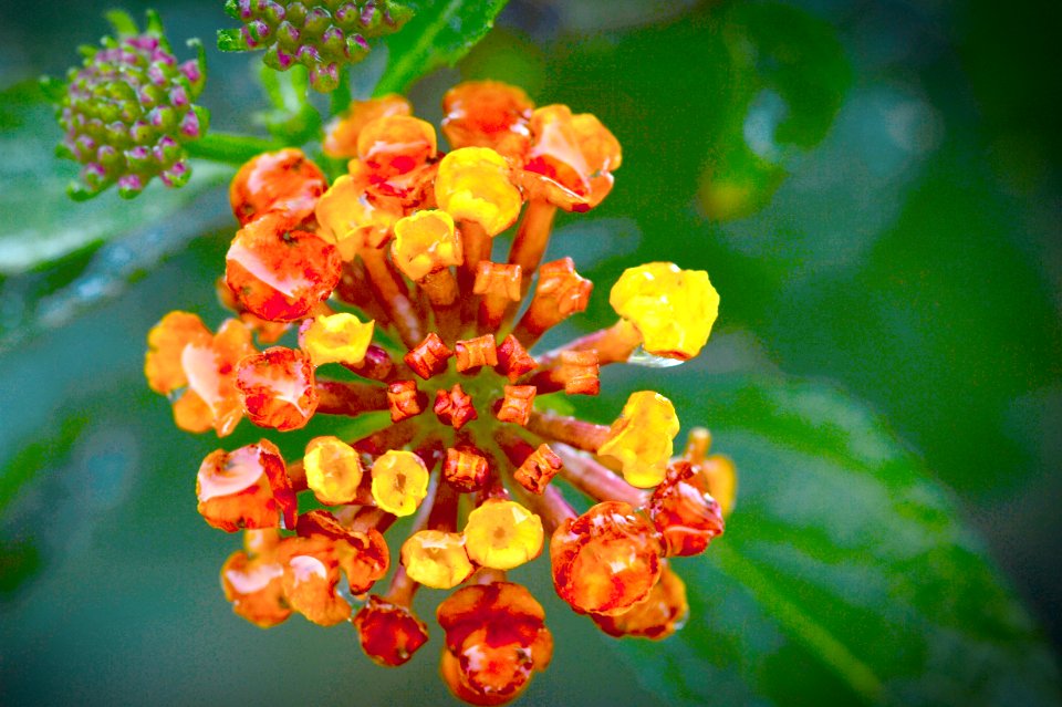 Very tiny lantana flower.