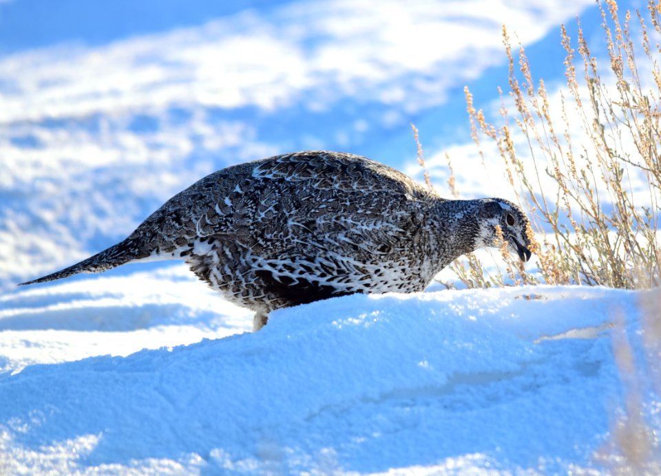 Greater sage-grouse at Seedskadee National Wildlife Refuge