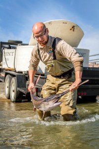 Biologist with a paddlefish photo