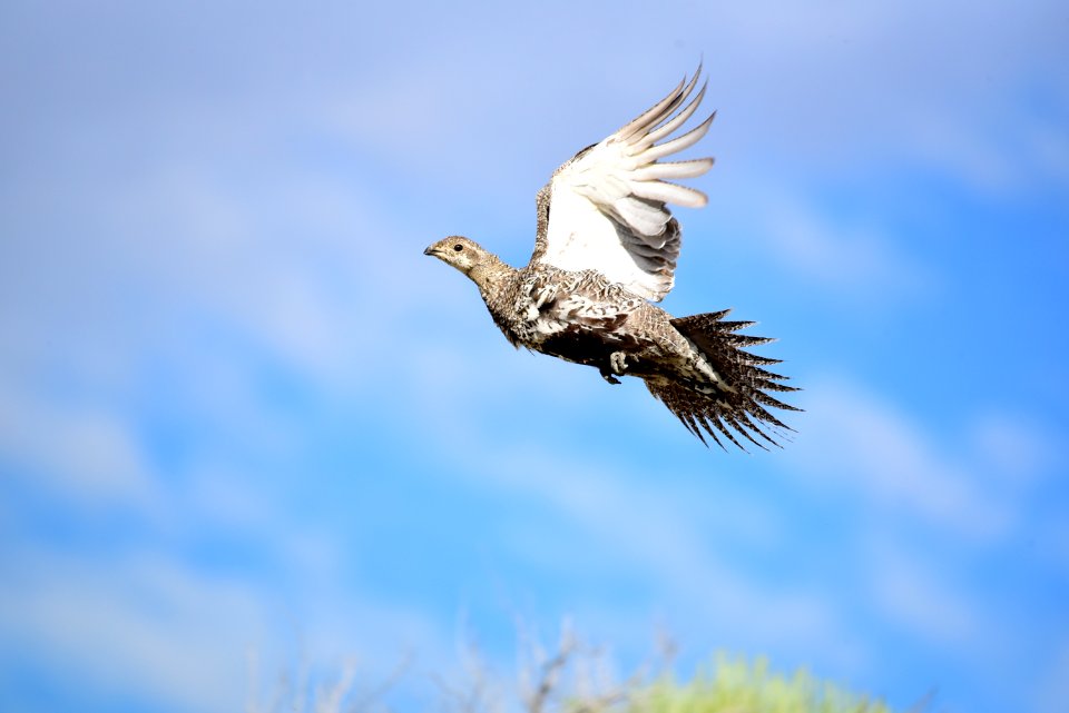 Greater sage-grouse at Seedskadee National Wildlife Refuge