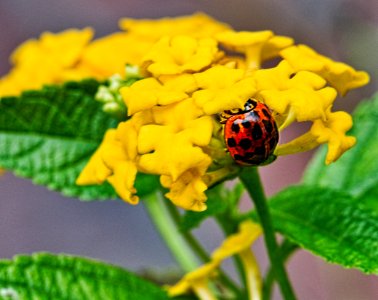 Ladybug on lantana plant.