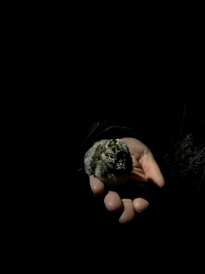 Sage-Grouse Chick