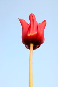 Flower floral spring