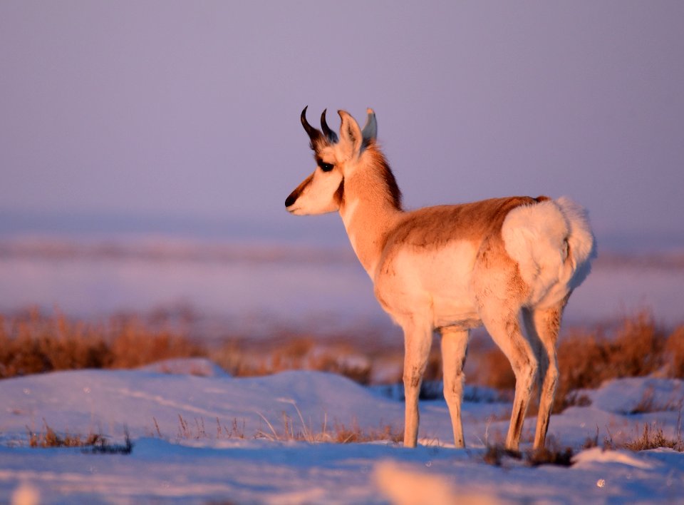 Pronghorn on Seedskadee National Wildlife Refuge