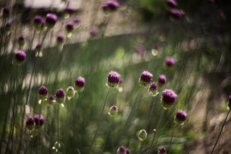 Blossoms violet nature