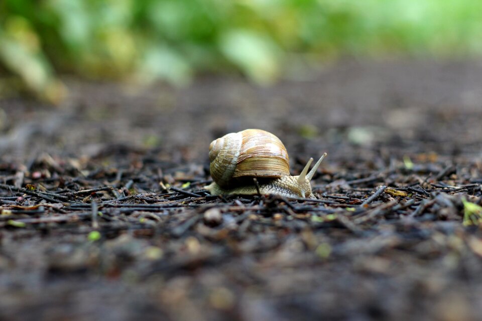 Shell nature animal
