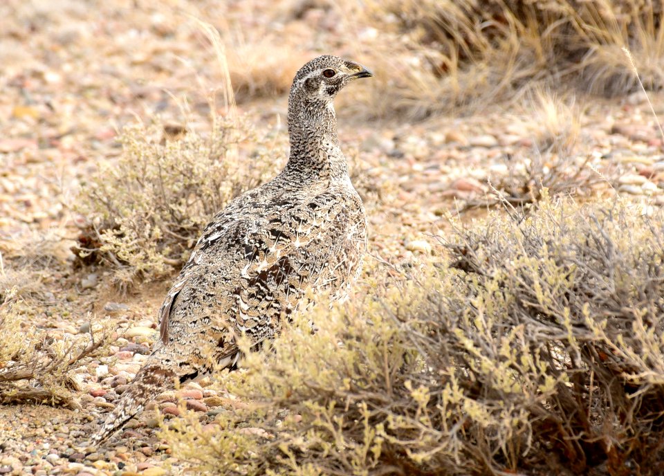 Greater sage-grouse at Seedskadee National Wildlife Refuge