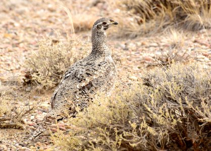Greater sage-grouse at Seedskadee National Wildlife Refuge