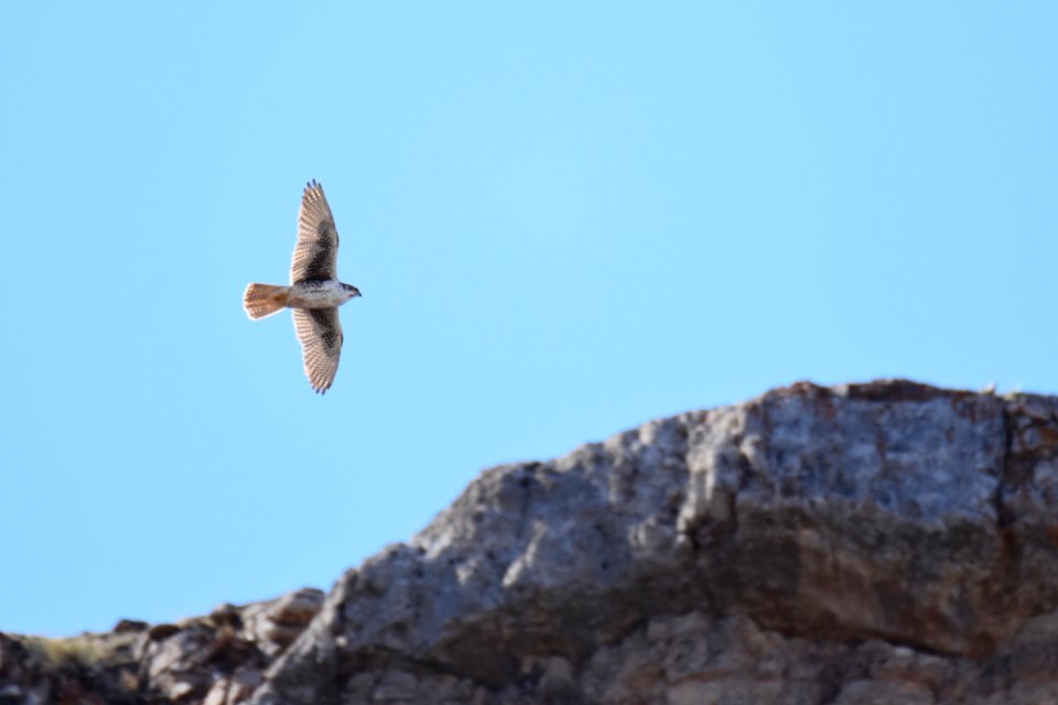 Prairie Falcon
