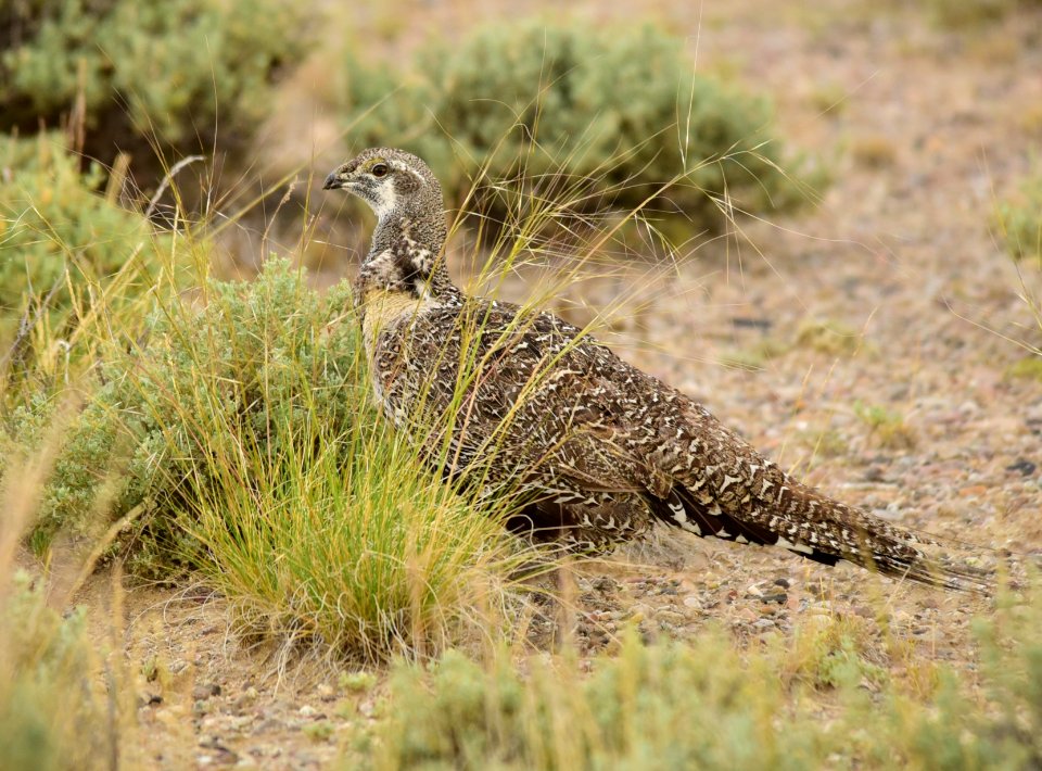 Greater sage-grouse at Seedskadee National Wildlife Refuge