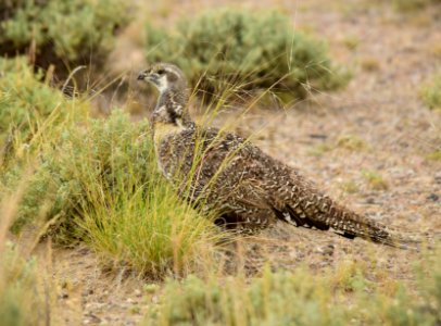 Greater sage-grouse at Seedskadee National Wildlife Refuge