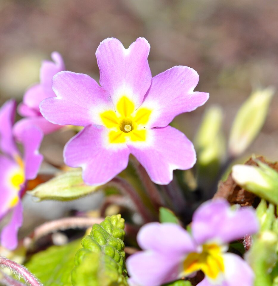 Blossom bloom spring flower