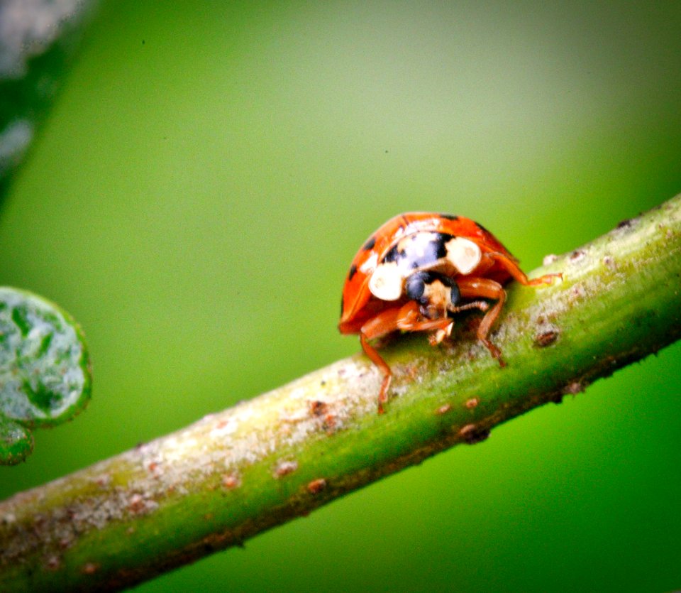 Macro of ladybug showing legs.