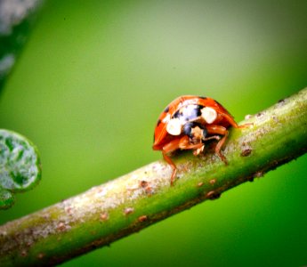 Macro of ladybug showing legs.