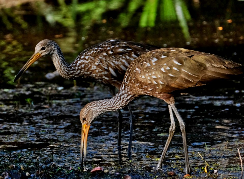 Wading Limpkin Birds