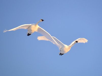 Trumpeter swans at Seedskadee National Wildlife Refuge