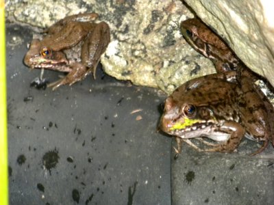 Frogs in our Pond