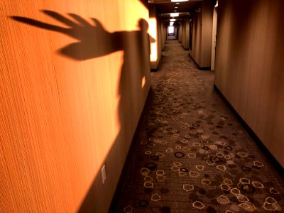 A Glimpse of the Rare Hotel Moose