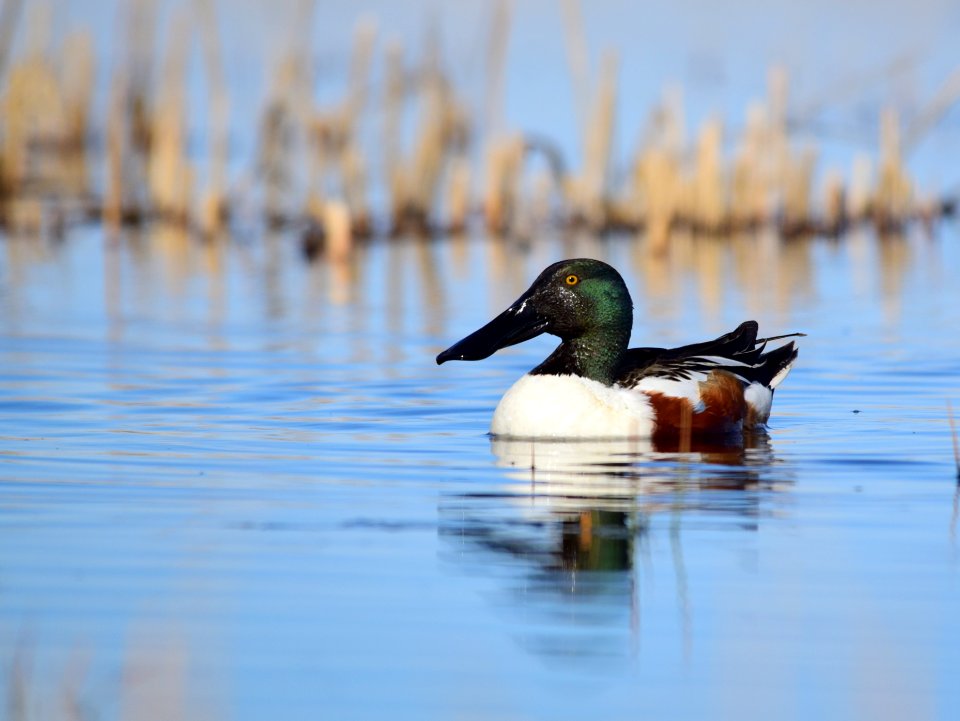 Northern shoveler on Seedskadee National Wildlife Refuge
