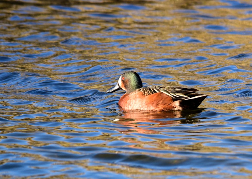 Cinnamon teal X blue-winged teal drake hybrid at Seedskadee National Wildlife Refuge