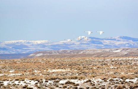 bird trumpeter swan on Seedskadee NWR 1243